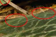 ps-stack-of-13-slices-at-f8-marked