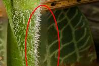 ps-stack-of-13-slices-at-f8-stem-marked