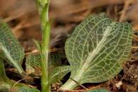 focus-stacked-13-slices