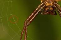 ps-spider-stack-of-4