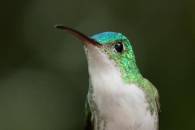 Andean Emerald
