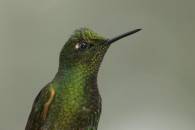 Buff-tailed Coronet