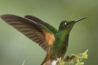 Buff-tailed Coronet