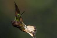 Buff-tailed Coronet