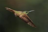 Buff-tailed Coronet