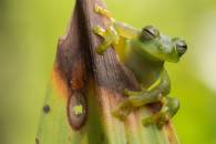 Emerald Glass Frog