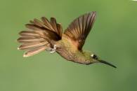 Fawn-breasted Brilliant