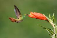 Rufous Tailed Hummingbird