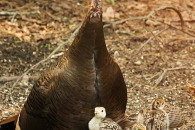 Five poults under mother
