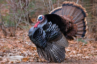 turkey-display-1.jpg