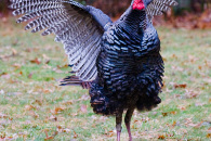 turkey-display-2.jpg