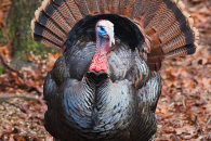 turkey-display-3.jpg