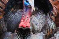 turkey-display-4.jpg