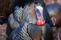 turkey-display-5.jpg