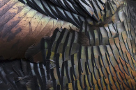 turkey-feathers-1.jpg