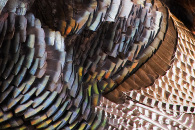 turkey-feathers-2.jpg