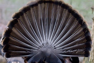 turkey-feathers-3.jpg