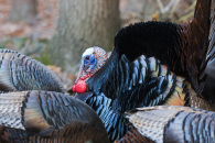 turkey-with-females-1.jpg