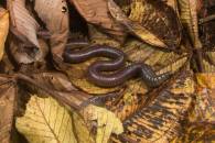 Giant Earthworm