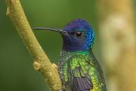 Golden-tailed Saphire