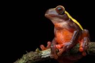 Clown Frog