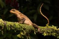 Dwarf Iguana
