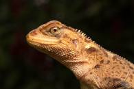 Dwarf Iguana
