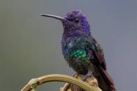 Golden-tailed Saphire