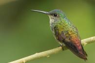 Golden-tailed Saphire
