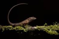 Potamides Lizard