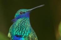Sparkling Violetear