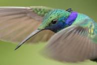 Sparkling Violetear