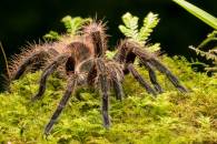 Tarantula