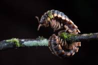 Tractor Millipede