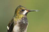 Wire-crested Throntail (female)