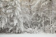 backyard_img_0497