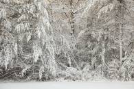backyard_img_0497