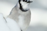 bluejay_mg_0508