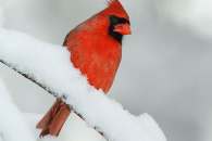 cardinal_mg_0499
