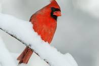 cardinal_mg_0499