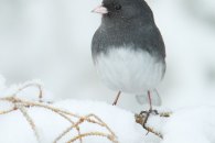 northern-junco_mg_0463