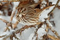song-sparrow_mg_0481