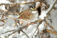 white-throated-sparrow-2_mg_0483