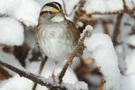 white-throated-sparrow_mg_0515