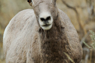 Bighorn Sheep