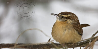 Winter Bird Photography