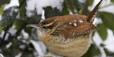 Winter Bird Photography II