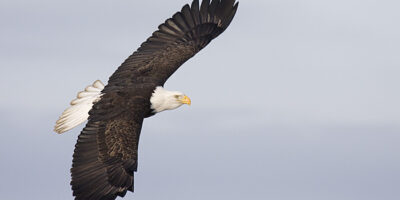 More Eagles from Homer, AK
