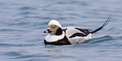 Longtailed Ducks in Homer, AK