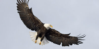 Eagles of Homer Spit